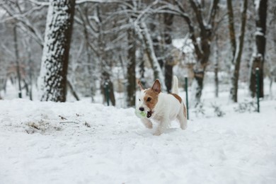 Cute Jack Russell Terrier with toy ball in park on snowy day