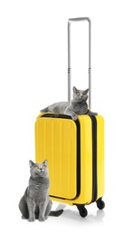 Cute cats and bright suitcase packed for journey on white background. Travelling with pet