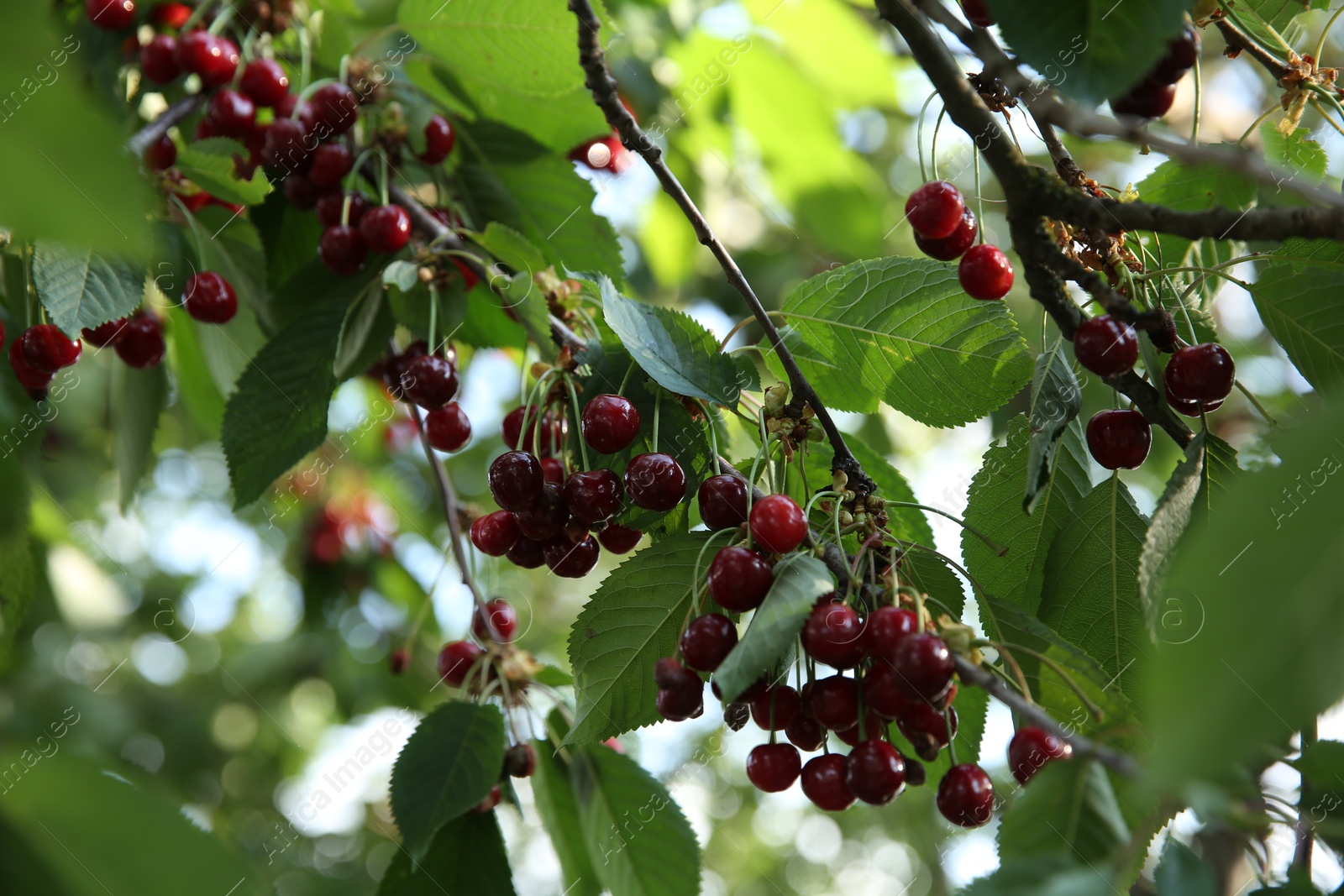 Photo of Cherry tree with green leaves and ripe berries growing outdoors