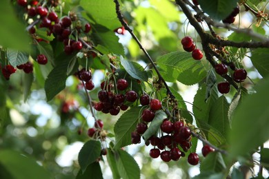 Cherry tree with green leaves and ripe berries growing outdoors