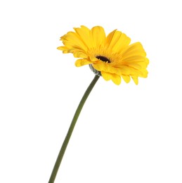 Photo of Beautiful yellow gerbera flower isolated on white