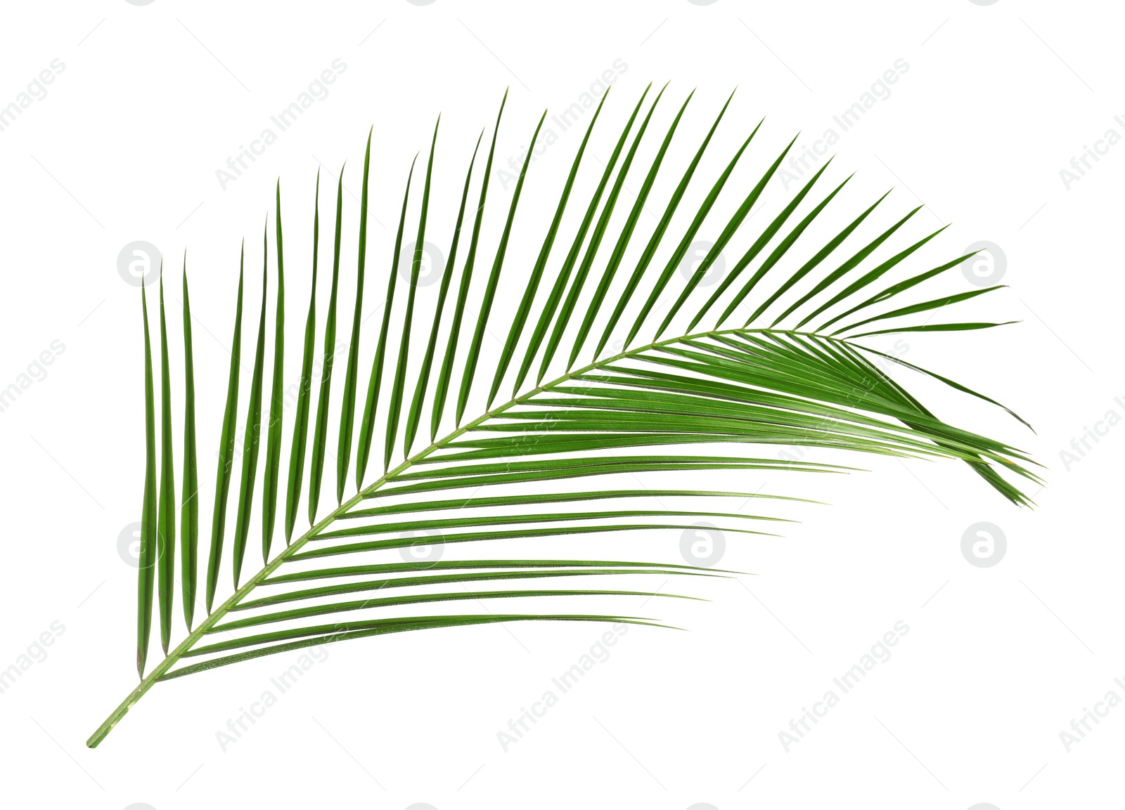 Photo of Beautiful lush tropical leaf isolated on white