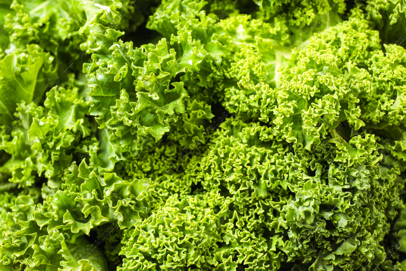 Photo of Fresh wet kale leaves as background, closeup