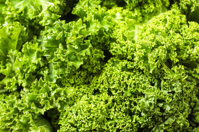 Fresh wet kale leaves as background, closeup