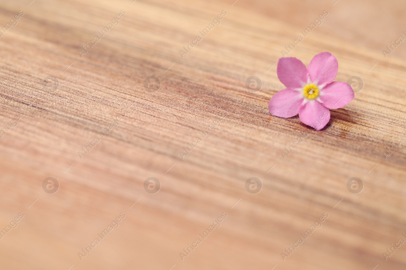 Photo of Beautiful pink Forget-me-not flower on wooden table. Space for text