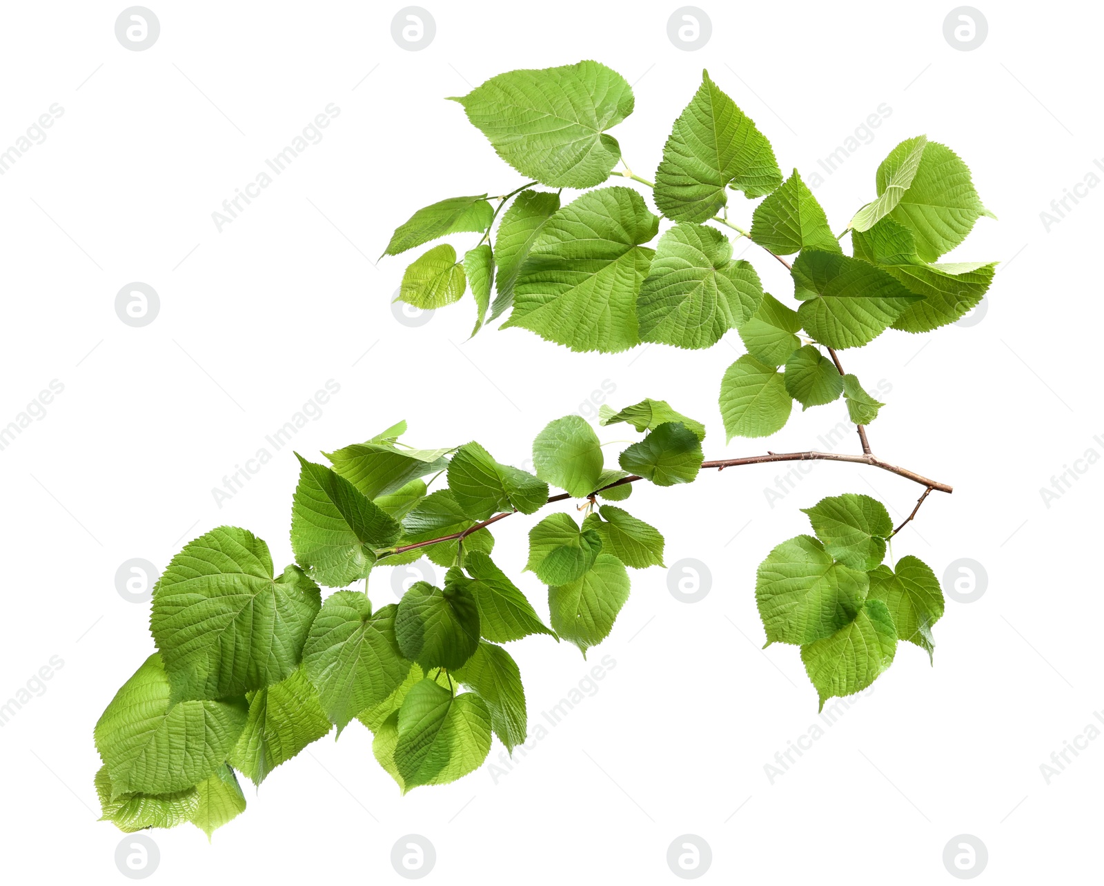 Photo of Branch of linden tree with young fresh green leaves isolated on white. Spring season