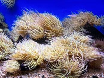 Many beautiful tropical sea anemones in clean aquarium