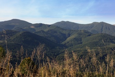 Photo of Beautiful mountain landscape with plants on sunny day