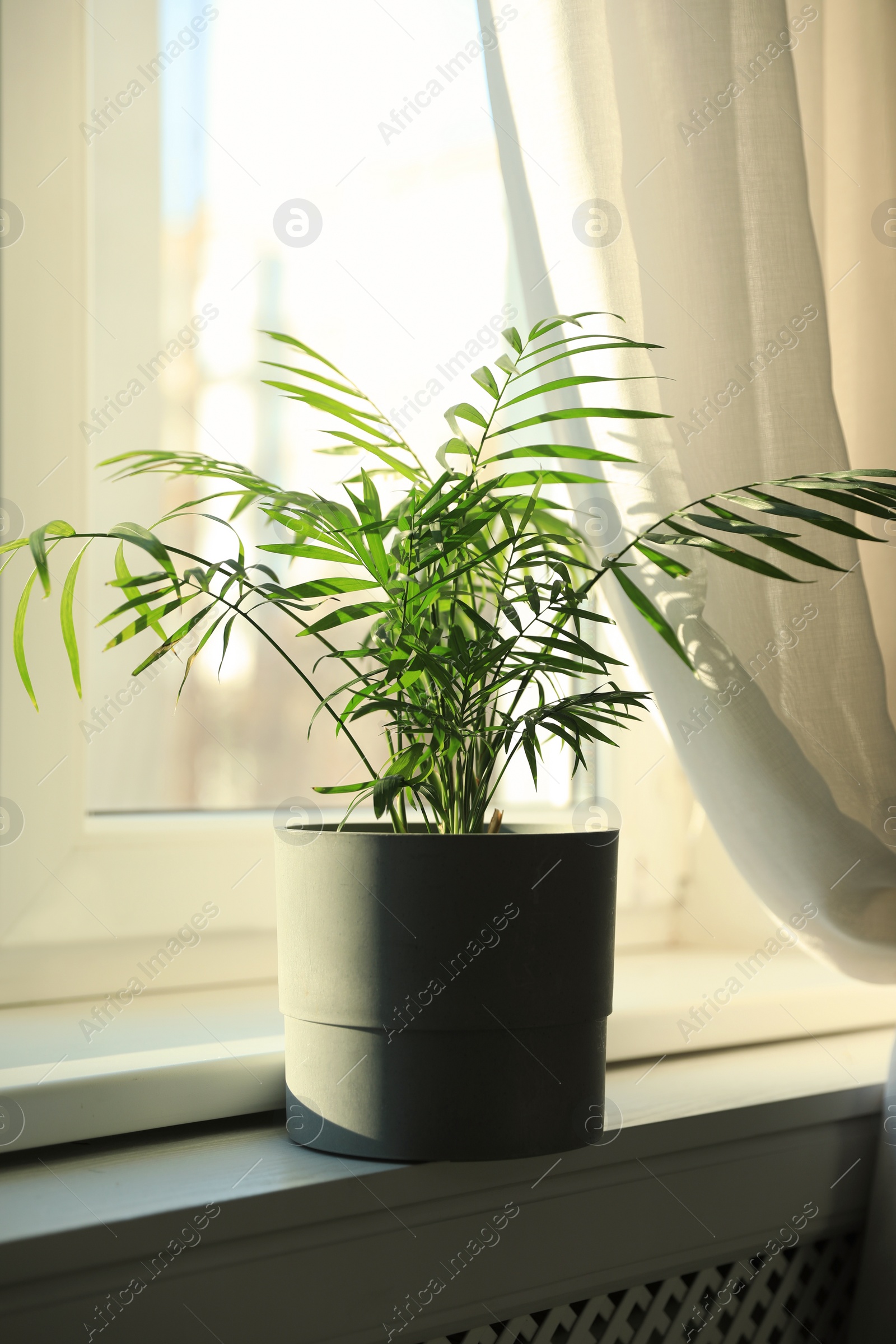 Photo of Beautiful green houseplant on window sill indoors