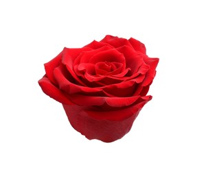 Beautiful fresh red rose isolated on white