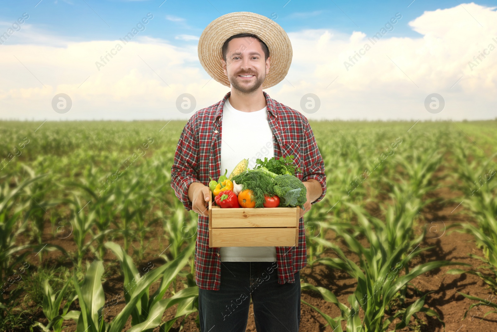 Image of Harvesting season. Farmer holding wooden crate with crop in field