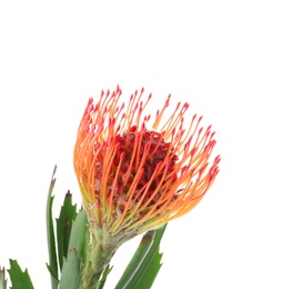 Beautiful protea flower on white background. Tropical plant