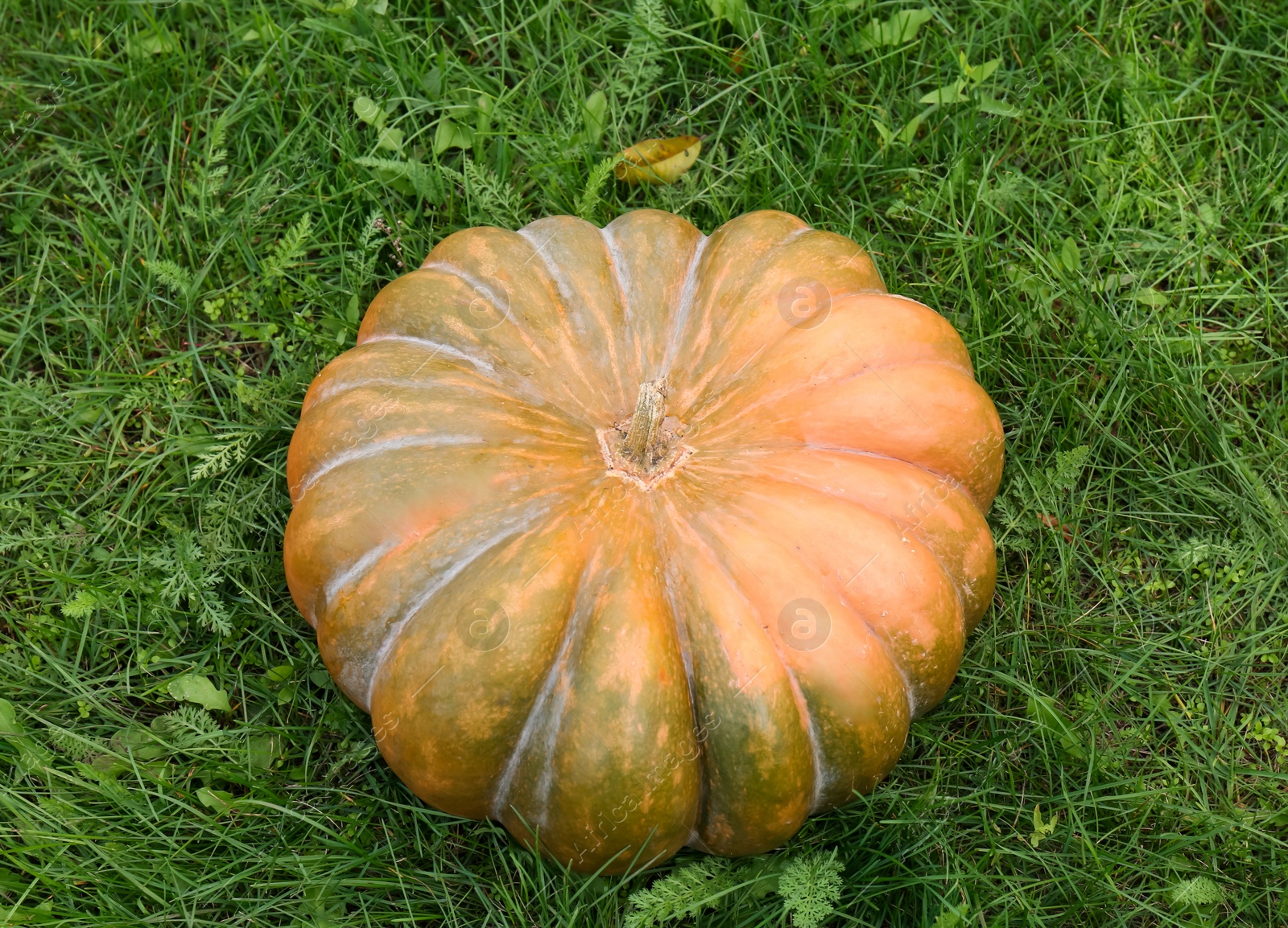Photo of Ripe pumpkin on green grass, above view. Autumn harvest
