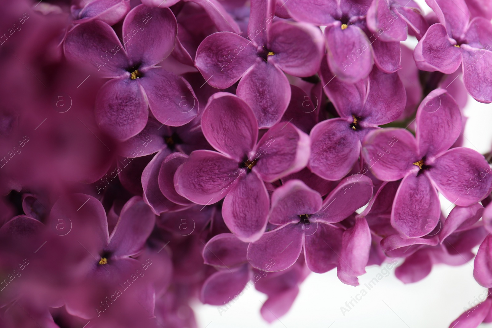 Photo of Closeup view of beautiful lilac flowers on white background