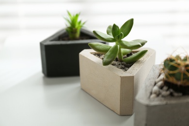 Photo of Beautiful succulent plant on white table, closeup