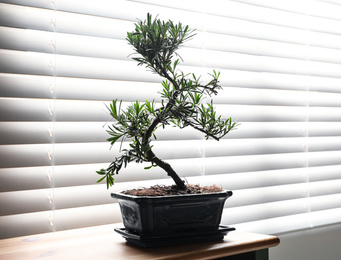 Photo of Japanese bonsai plant on table near window. Creating zen atmosphere at home