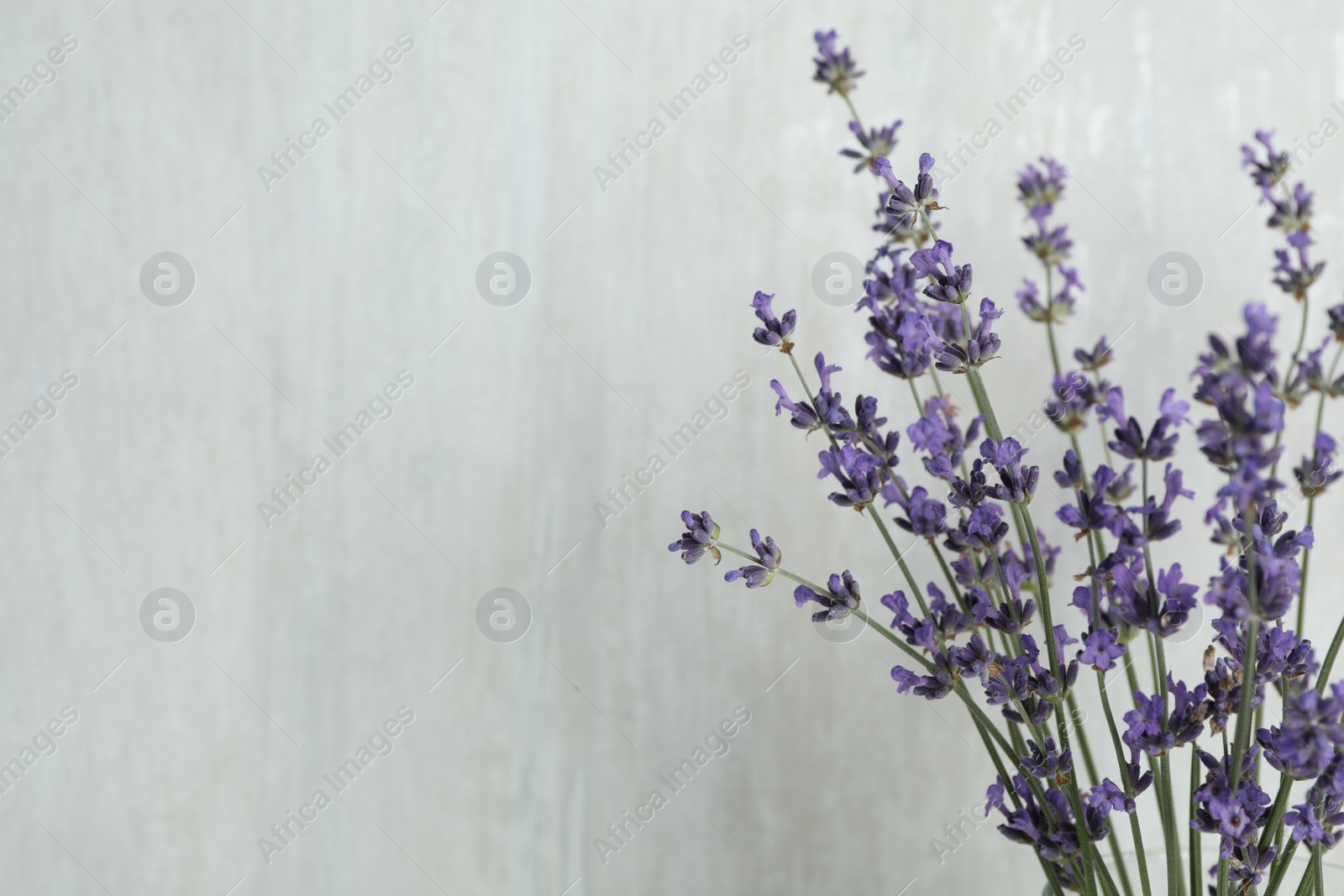 Photo of Beautiful lavender flowers on light background, closeup. Space for text