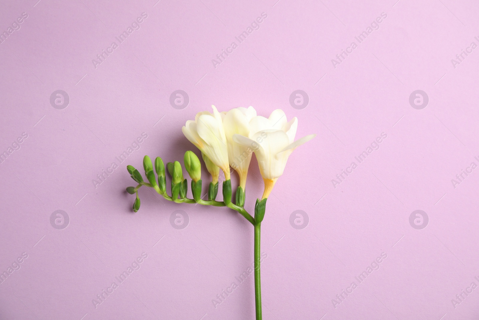 Photo of Beautiful freesia with fragrant flowers on color background, top view