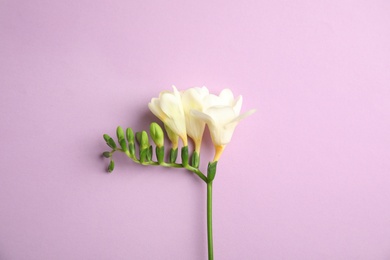 Beautiful freesia with fragrant flowers on color background, top view