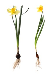 Image of Beautiful yellow daffodils on white background, collage 