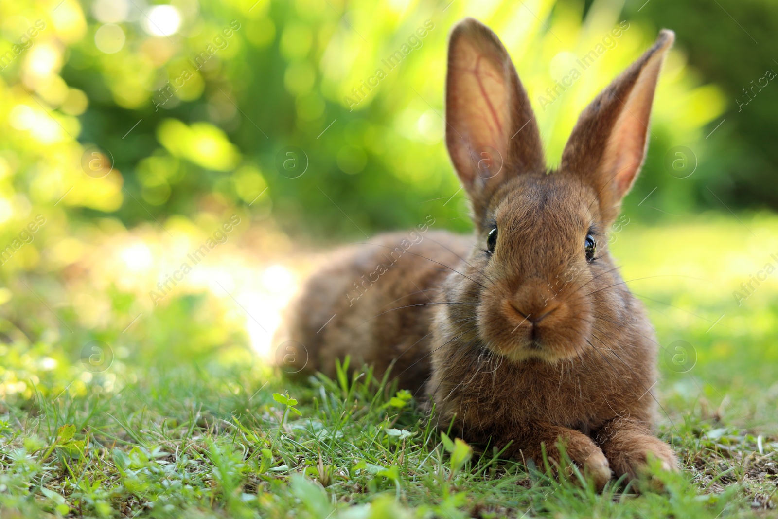 Photo of Cute fluffy rabbit on green grass outdoors. Space for text