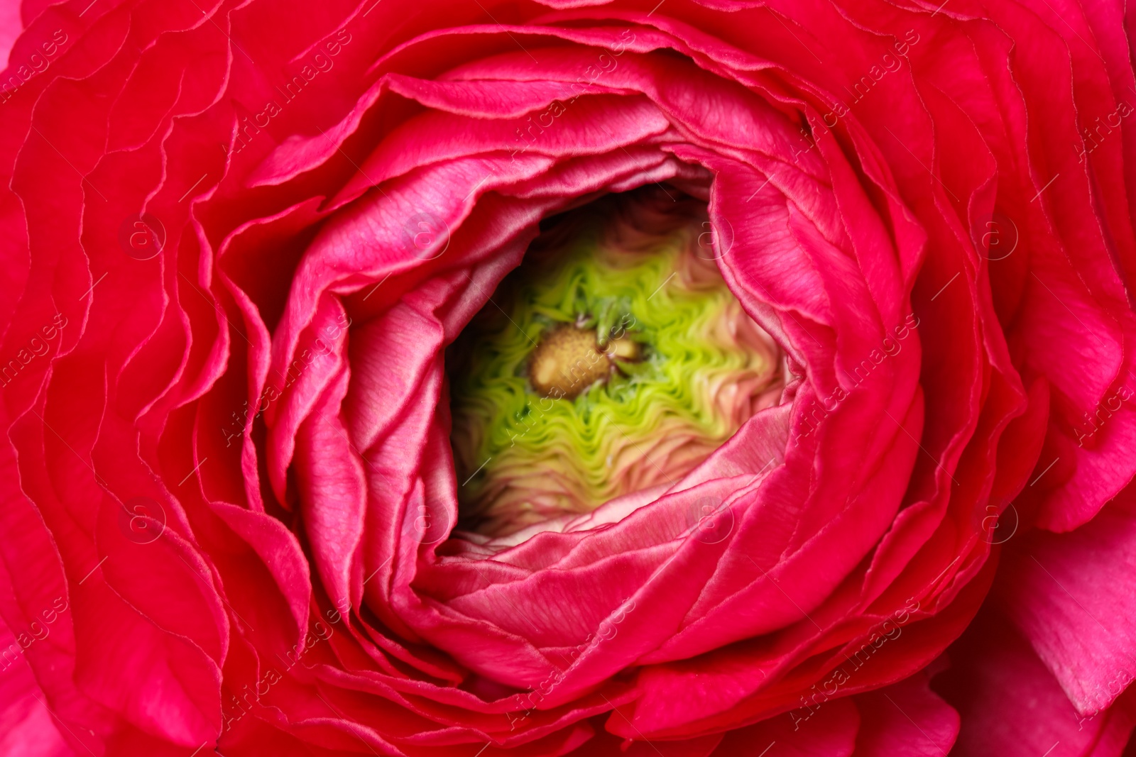 Photo of Closeup view of beautiful delicate ranunculus flower