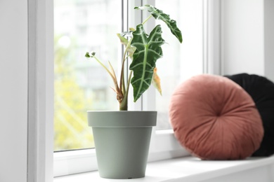 Photo of Beautiful alocasia and pillows on window sill indoors. Plants for home