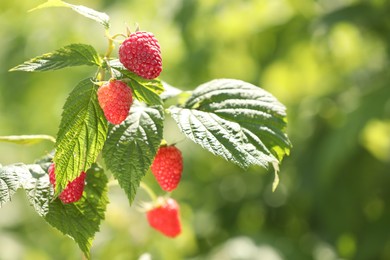 Red raspberries growing on bush outdoors, closeup. Space for text