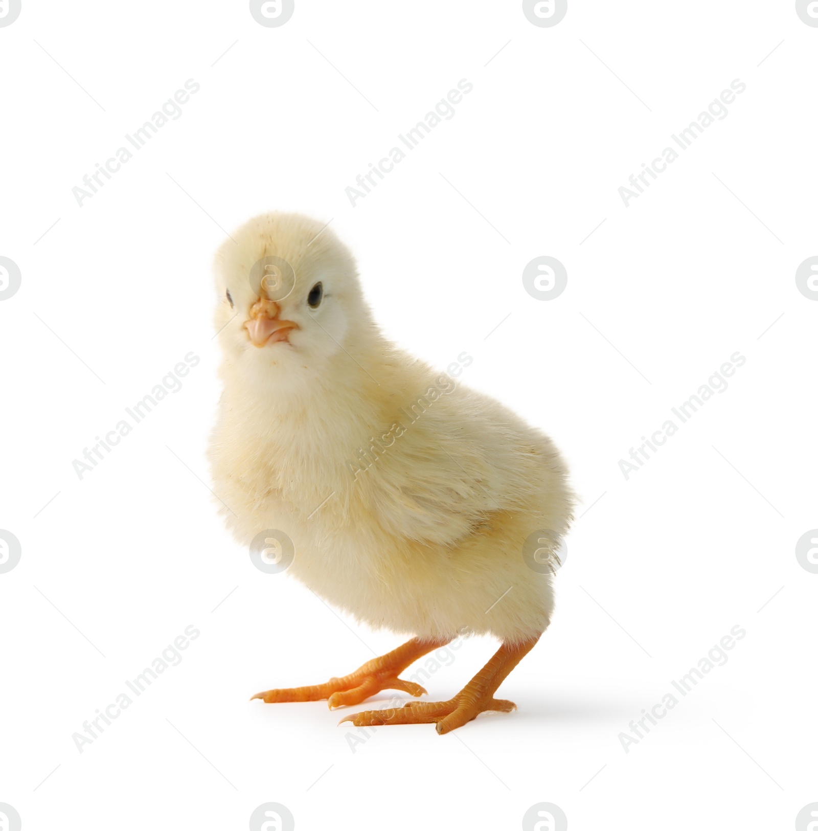 Photo of One cute chick isolated on white. Baby animal