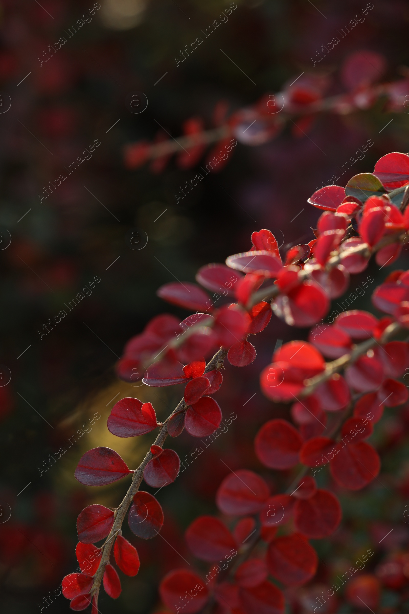 Photo of Beautiful plant with red leaves outdoors on sunny day, closeup
