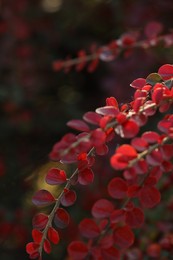 Beautiful plant with red leaves outdoors on sunny day, closeup