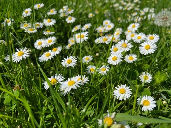 Photo of Beautiful white daisy flowers and green grass growing in meadow
