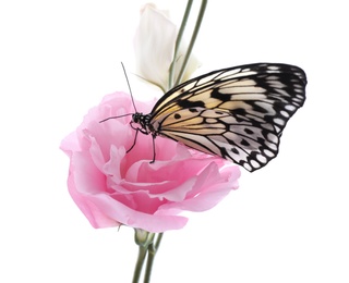 Photo of Beautiful rice paper butterfly sitting on eustoma flower against white background