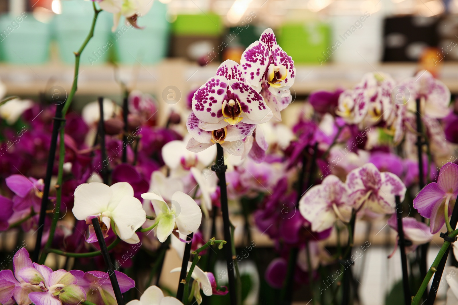 Photo of Beautiful orchid flowers at floral shop, closeup