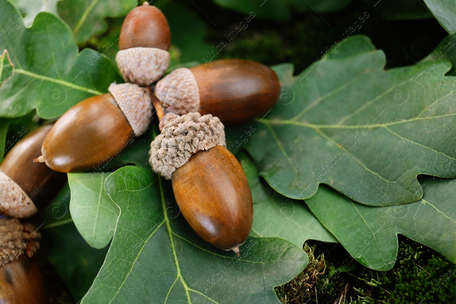 Photo of Acorns with oak leaves outdoors, closeup. Space for text