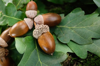 Photo of Acorns with oak leaves outdoors, closeup. Space for text