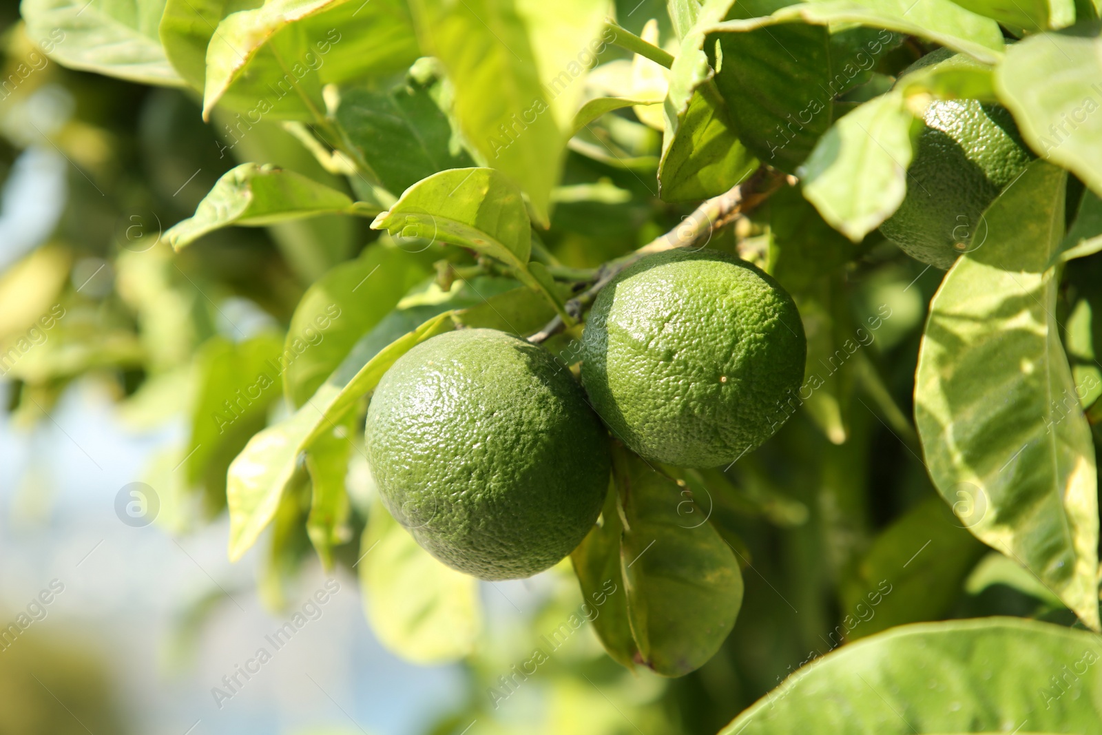 Photo of Unripe green tangerines growing on tree outdoors, closeup. Citrus fruit