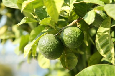 Photo of Unripe green tangerines growing on tree outdoors, closeup. Citrus fruit