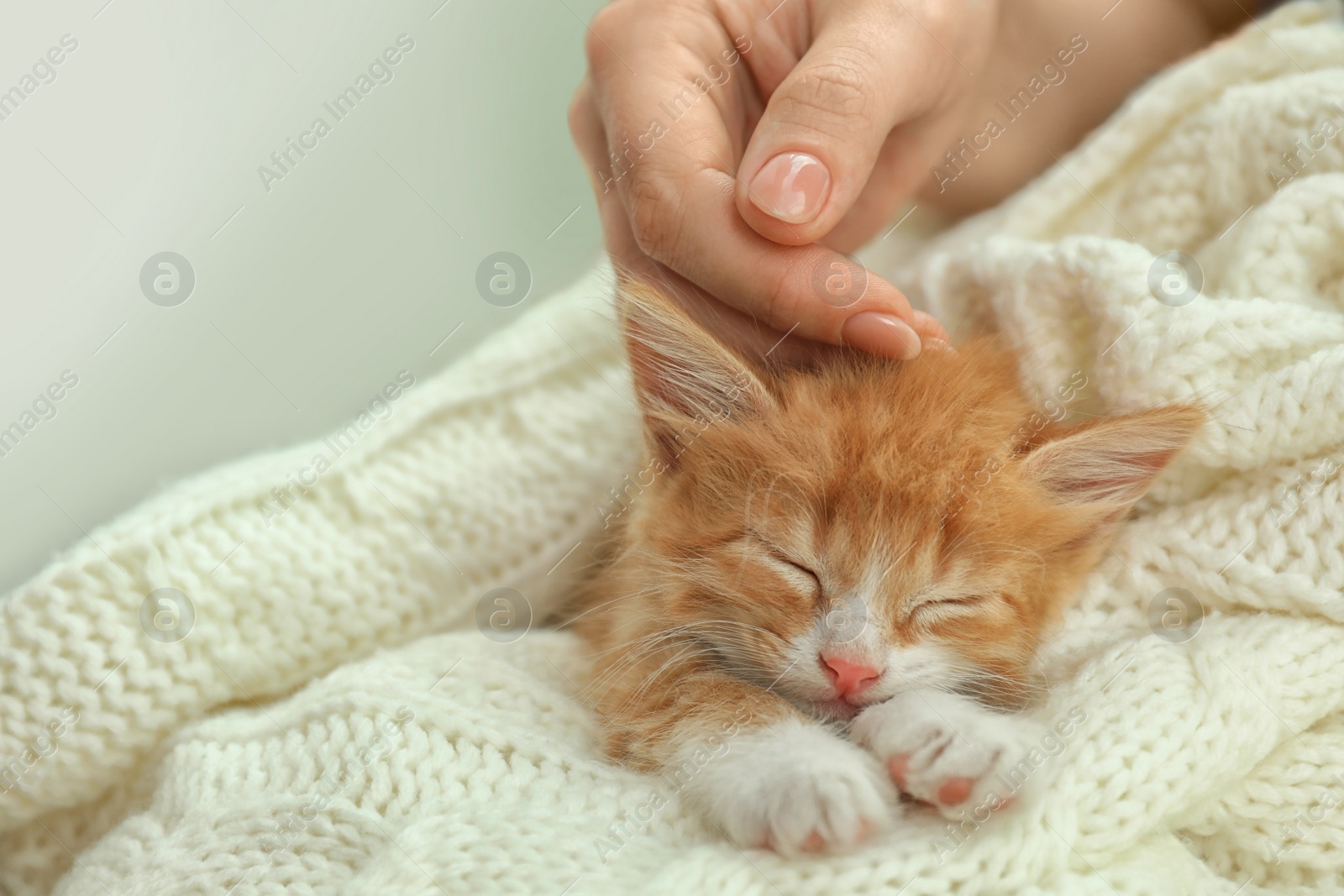 Photo of Woman stroking sleeping little kitten on white knitted blanket, closeup view