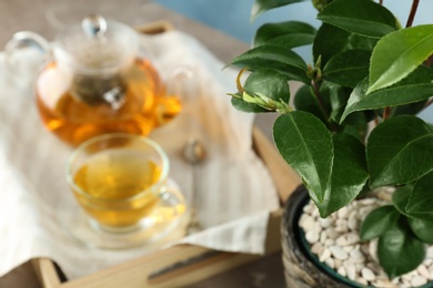 Tea shrub with green leaves on blurred background, closeup