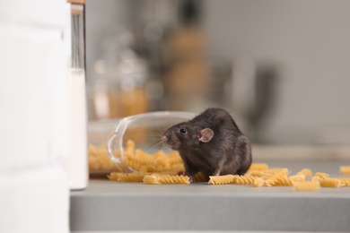 Photo of Rat near open container with pasta on kitchen counter. Household pest