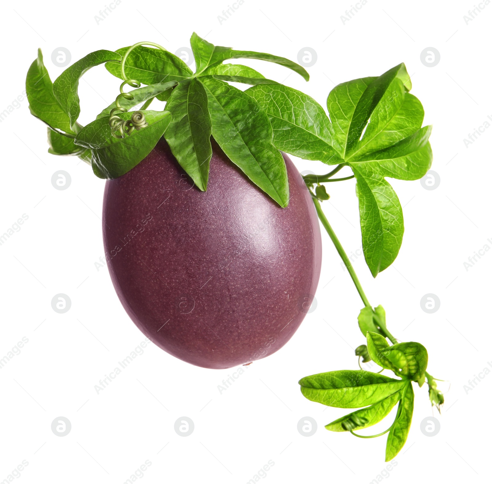 Photo of Passion fruit with leaves on white background. Passiflora plant