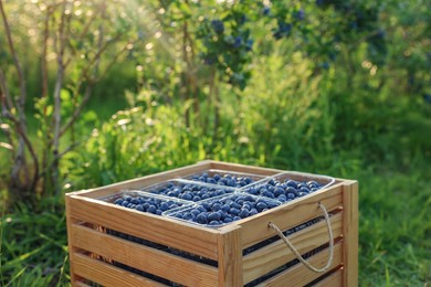 Photo of Box of fresh blueberries outdoors. Seasonal berries