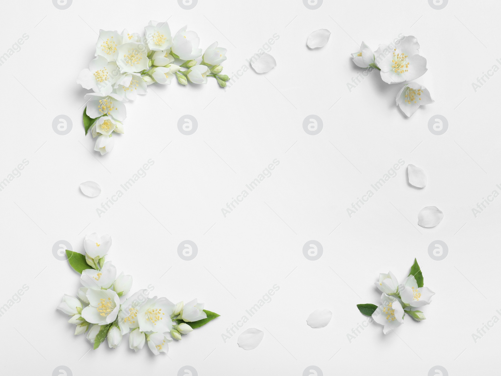 Photo of Frame of beautiful jasmine flowers on white background, flat lay. Space for text
