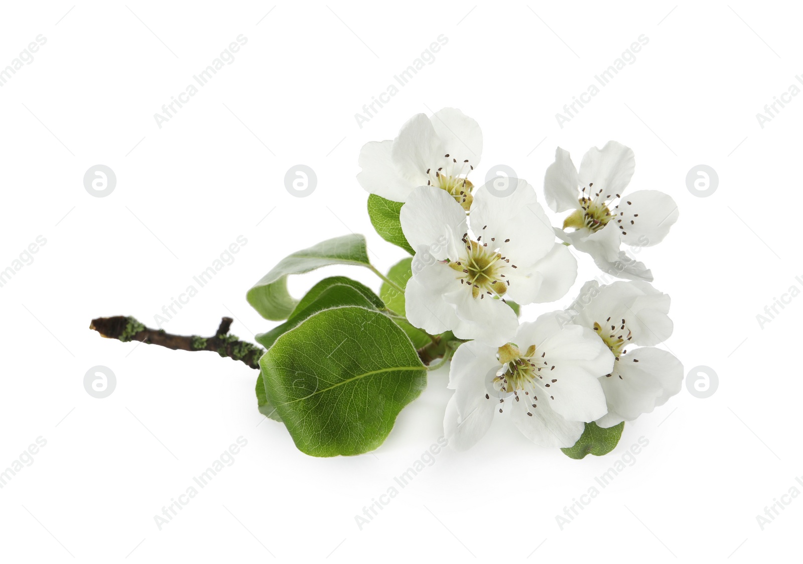 Photo of Beautiful flowers of blossoming pear tree on white background