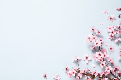 Photo of Cherry tree branch with beautiful pink blossoms on light background, flat lay. Space for text
