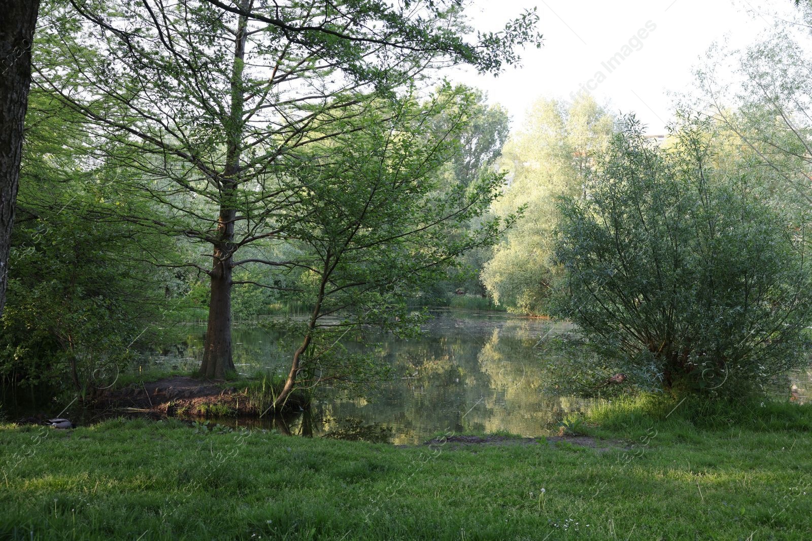 Photo of Picturesque view of green park with pond outdoors