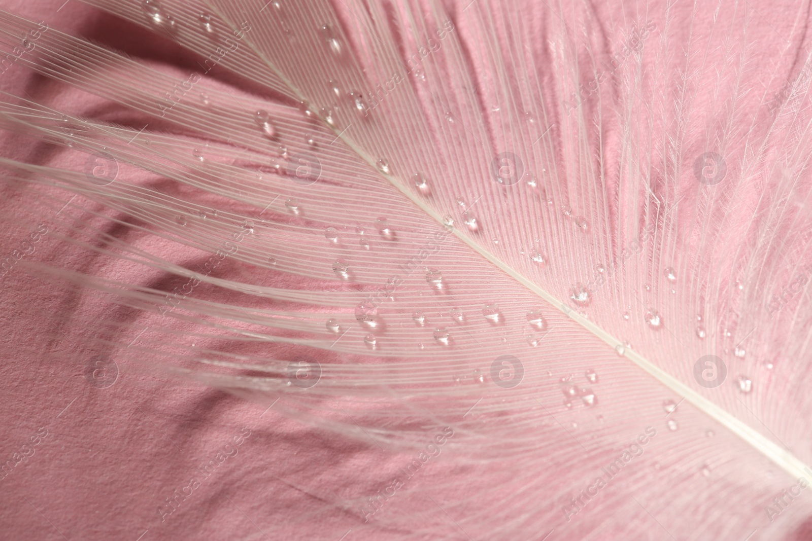 Photo of Fluffy white feather with water drops on pink background, top view