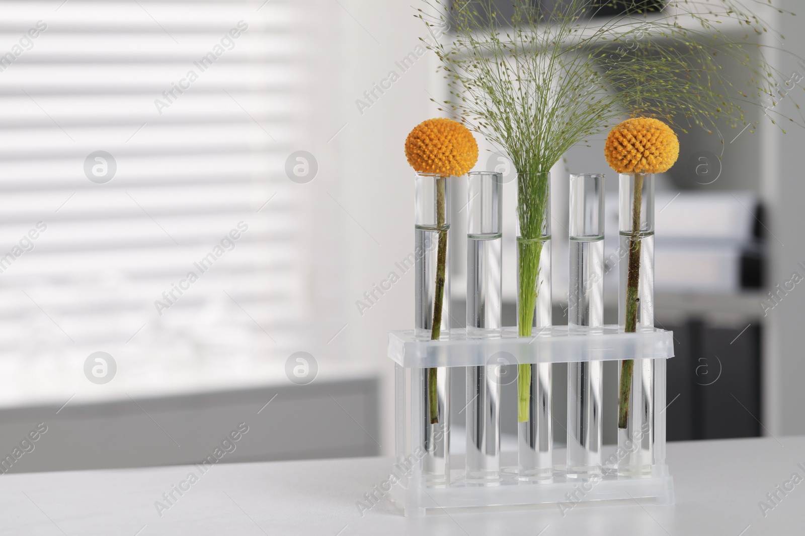 Photo of Test tubes with different plants on white table in laboratory. Space for text