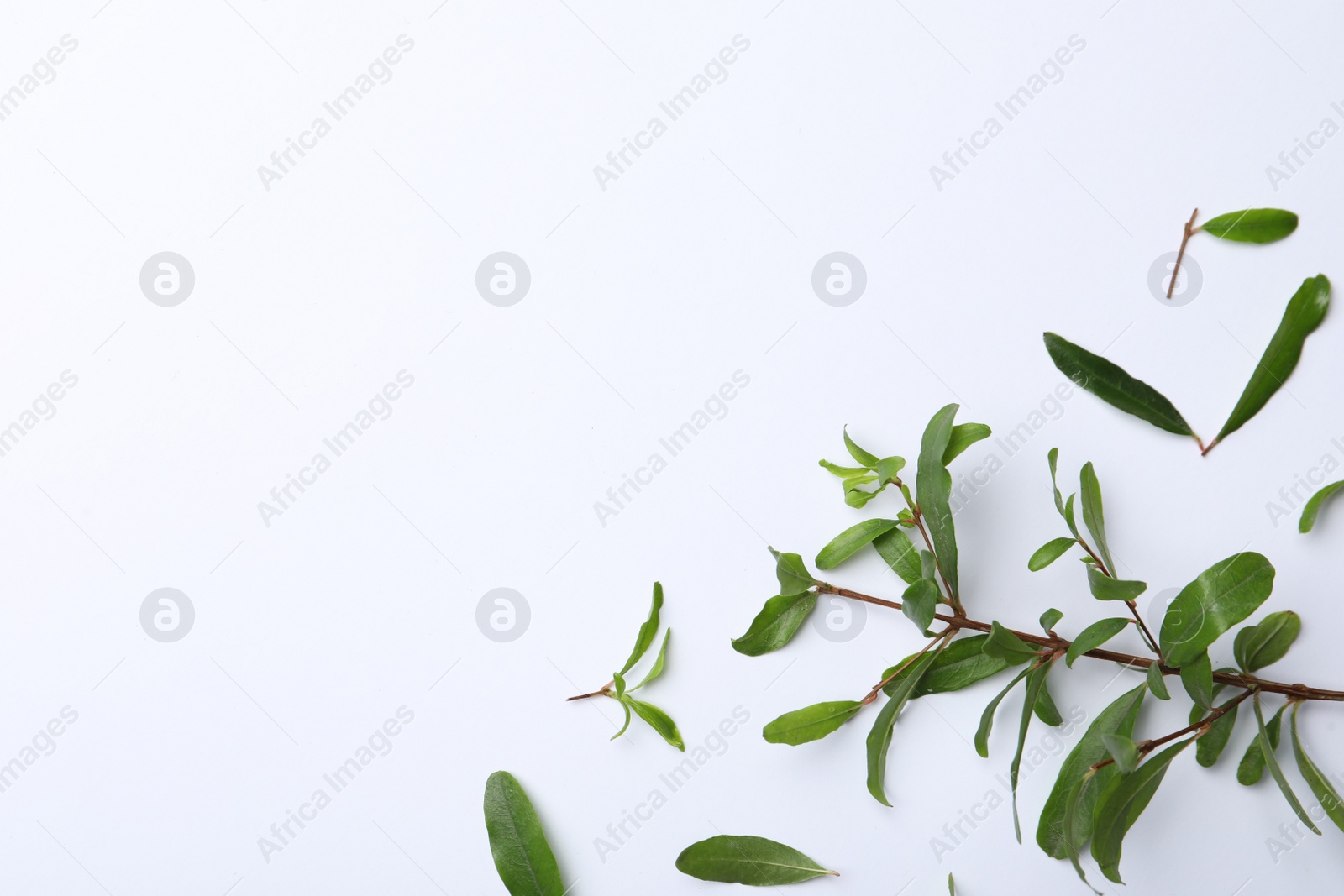 Photo of Pomegranate branches with green leaves on white background, flat lay. Space for text